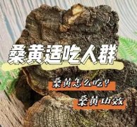 什么人适合吃桑黄!?桑黄怎么吃