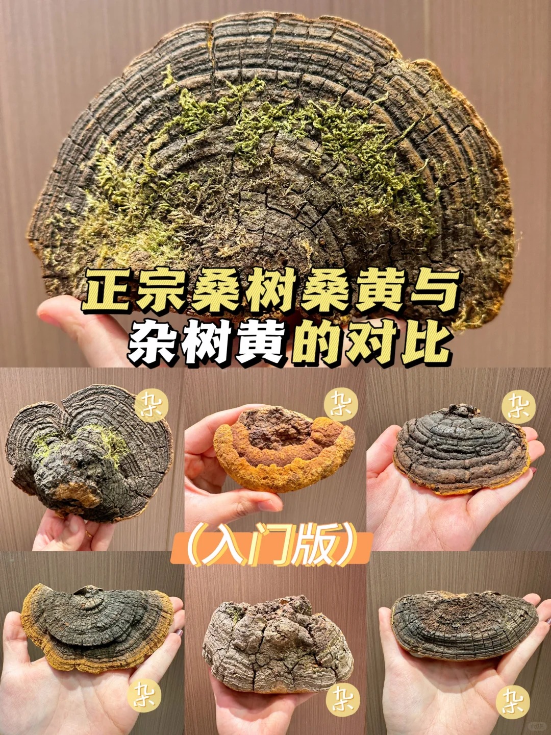 价格差十几倍！正宗桑黄跟杂树黄有什么